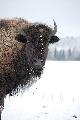 Bison på vinterbete.